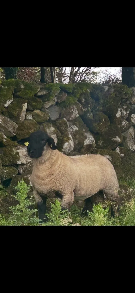 Super pedigree registered ramb lamb - Image 3