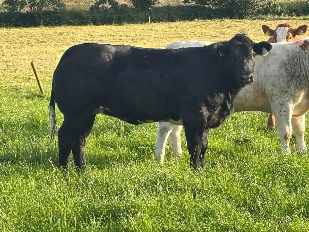 Breeding Heifers - Image 1