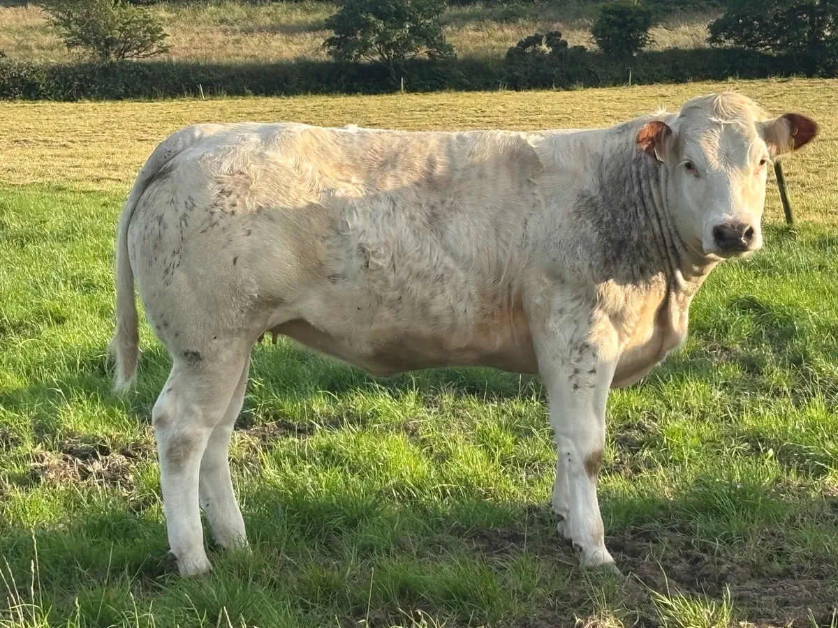 Breeding Heifers - Image 2