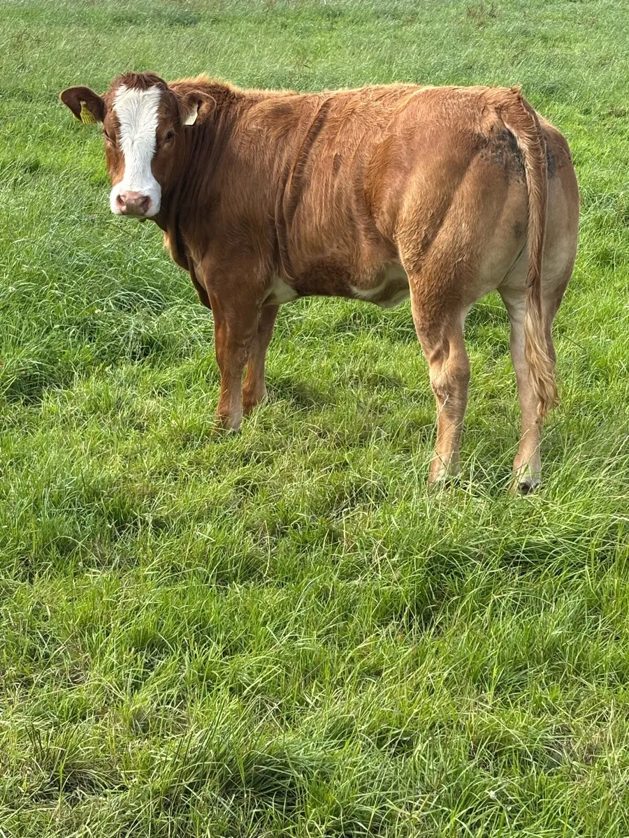 Breeding Heifers - Image 3