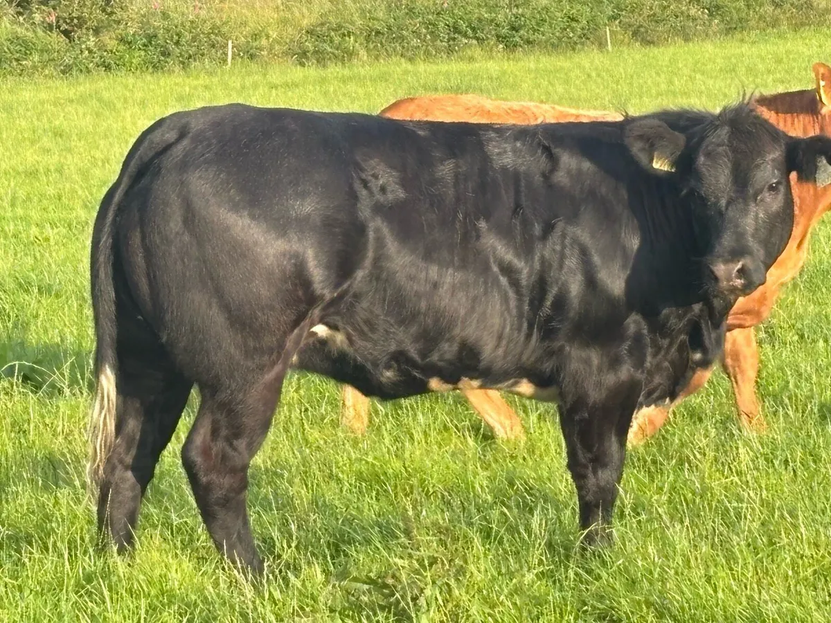 Breeding Heifers - Image 4