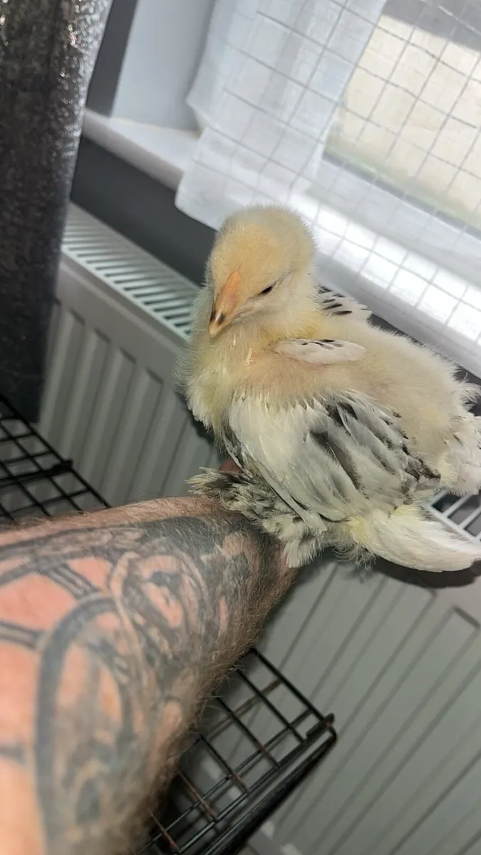 Chicken coop / incubator