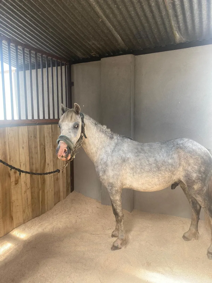 Pony for sale 3 yr old pony with passport - Image 1