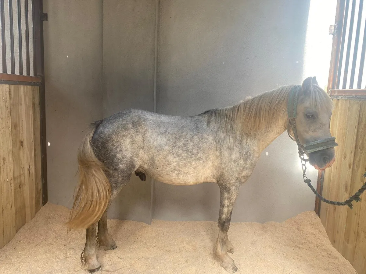 Pony for sale 3 yr old pony with passport - Image 2