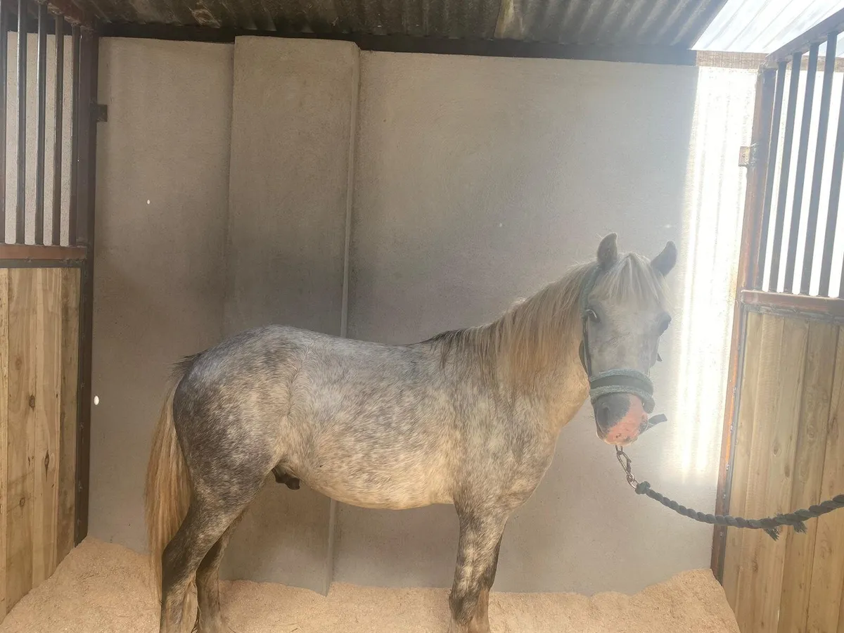 Pony for sale 3 yr old pony with passport - Image 3