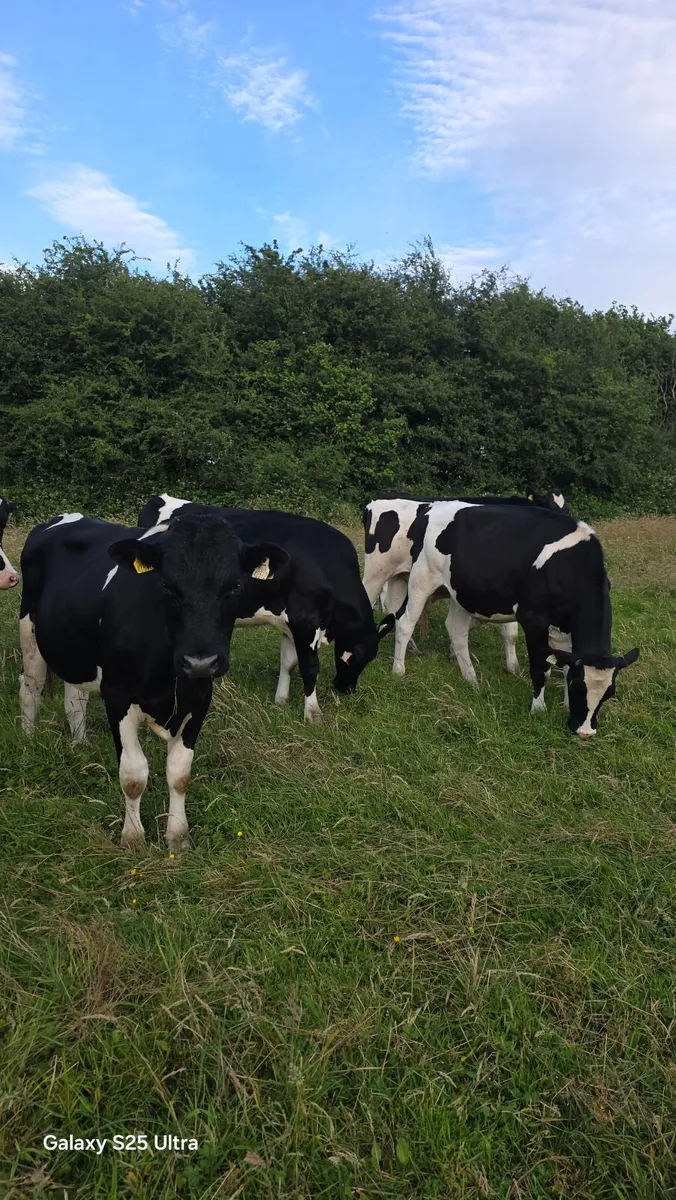 Friesian Bullocks For Sale - Image 3