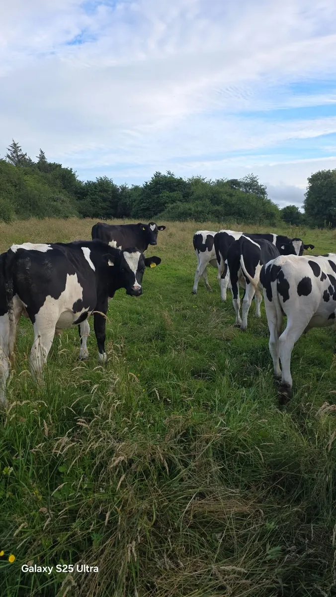 Friesian Bullocks For Sale - Image 2