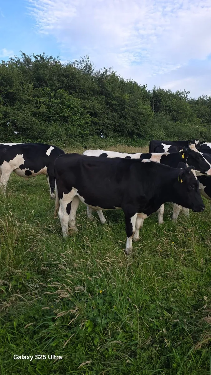 Friesian Bullocks For Sale - Image 4