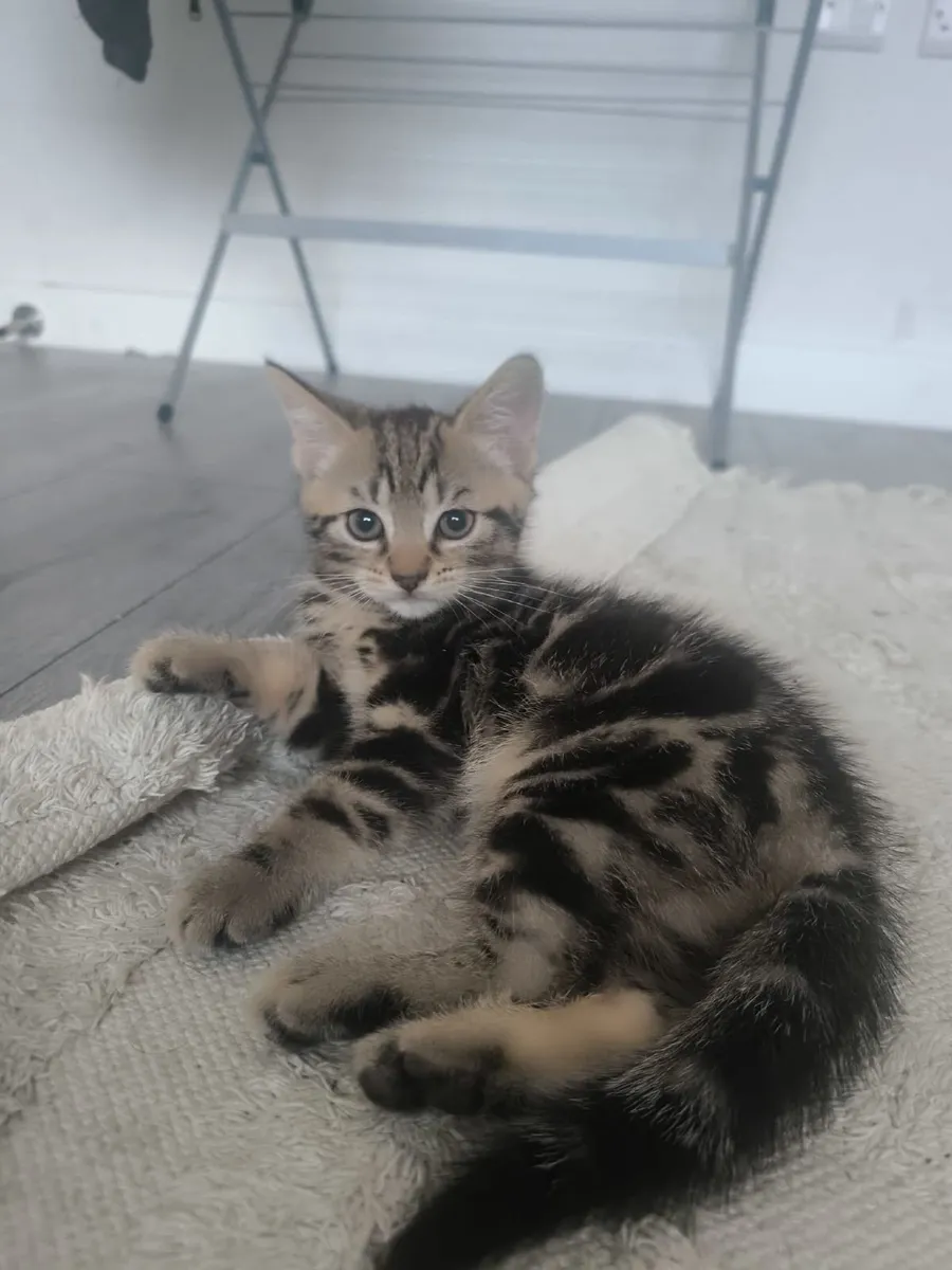 Kittens - Image 2
