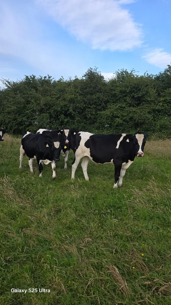 Friesian Bullocks For Sale - Image 1