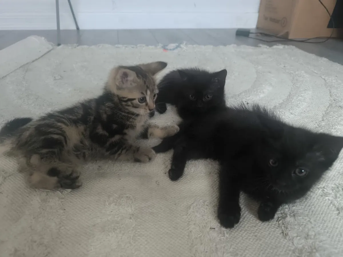 Kittens - Image 3