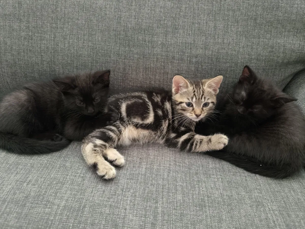 Kittens - Image 1