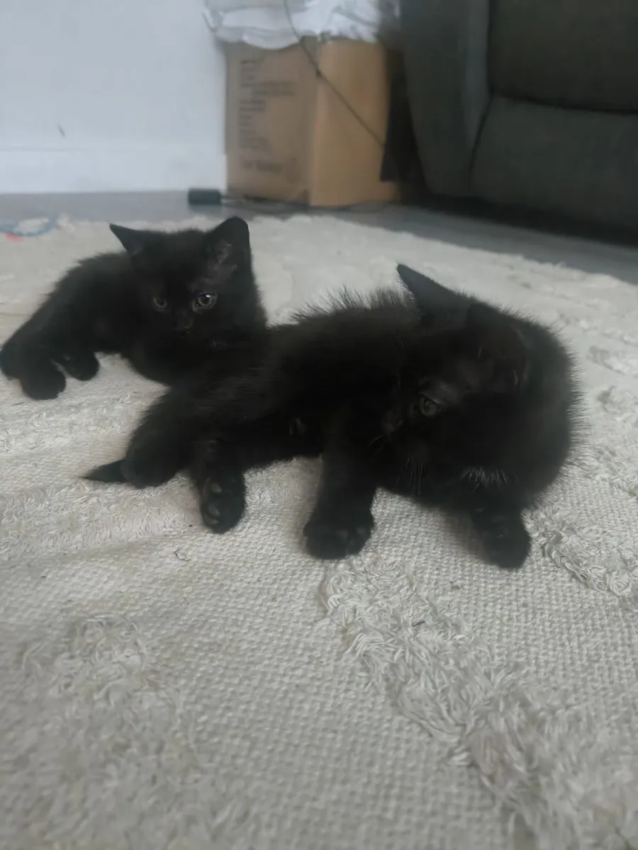 Kittens - Image 4