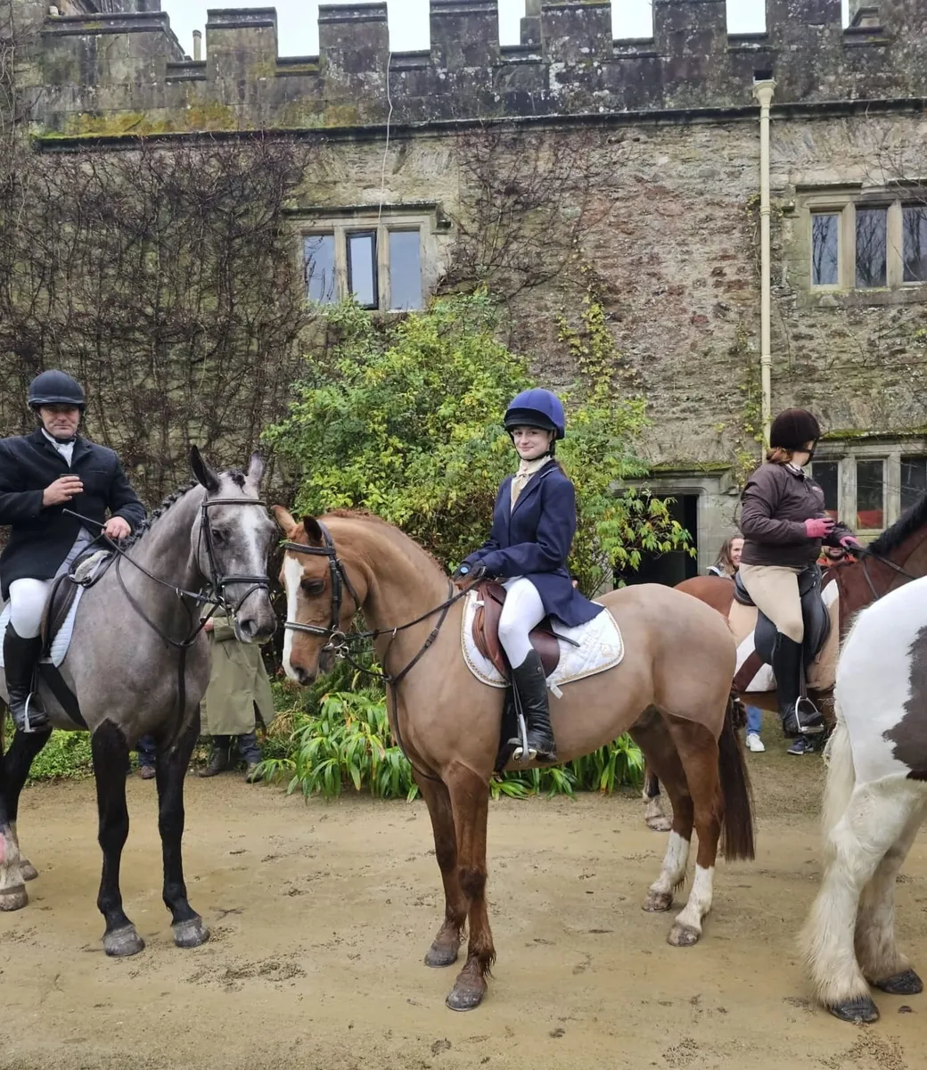 Pony - Image 1