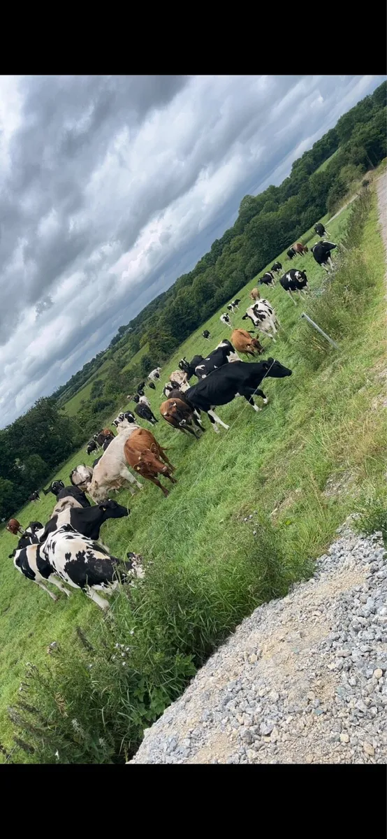 Factory bulls and cull cows - Image 1