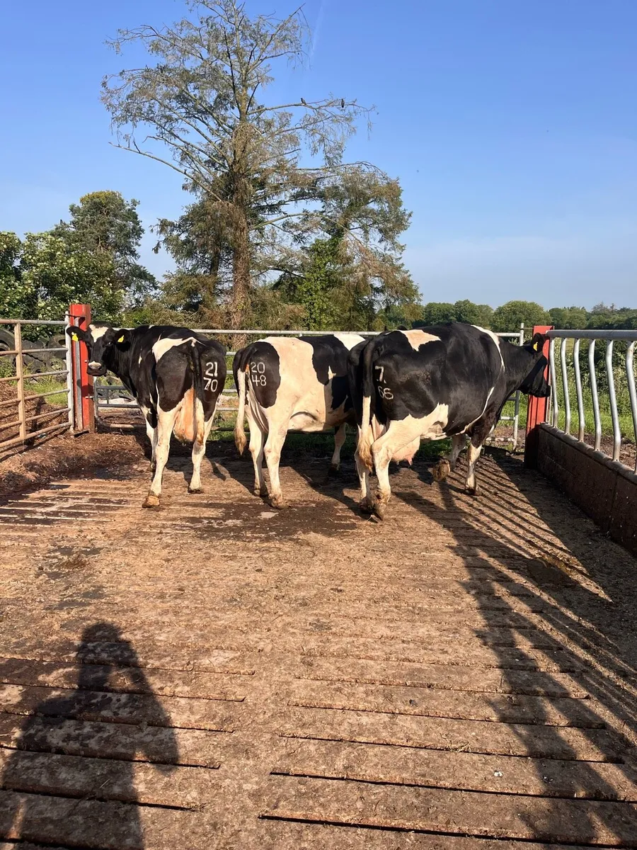 Factory bulls and cull cows - Image 2