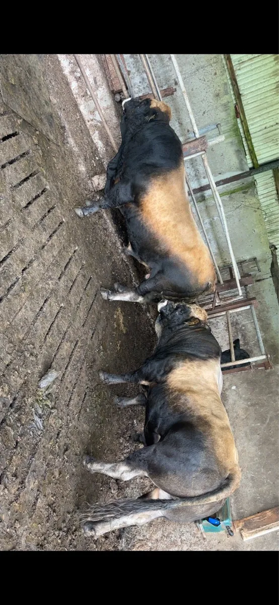 Factory bulls and cull cows - Image 3