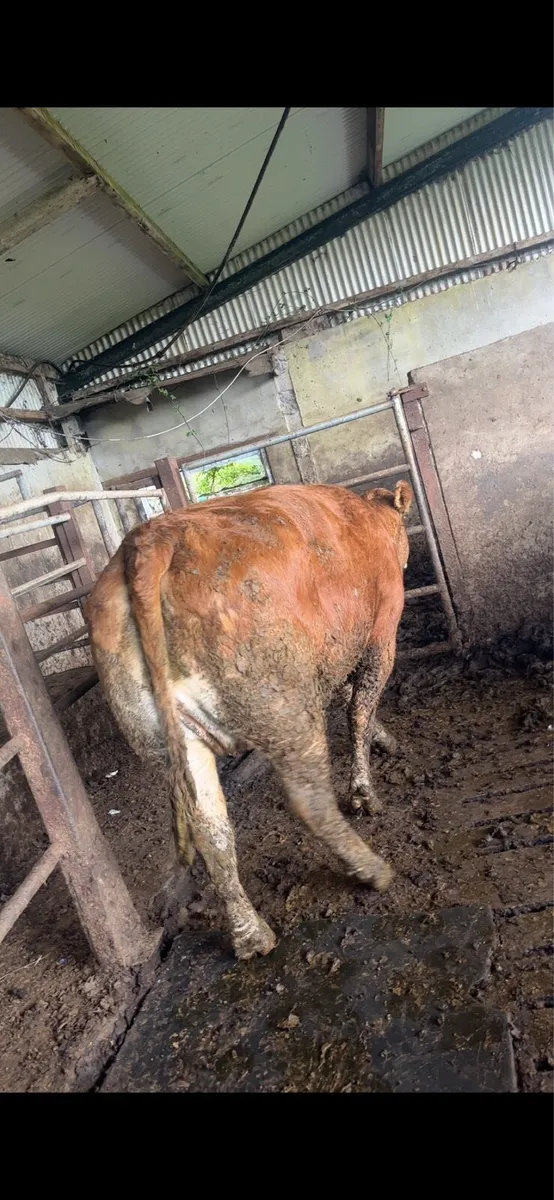 Factory bulls and cull cows - Image 4