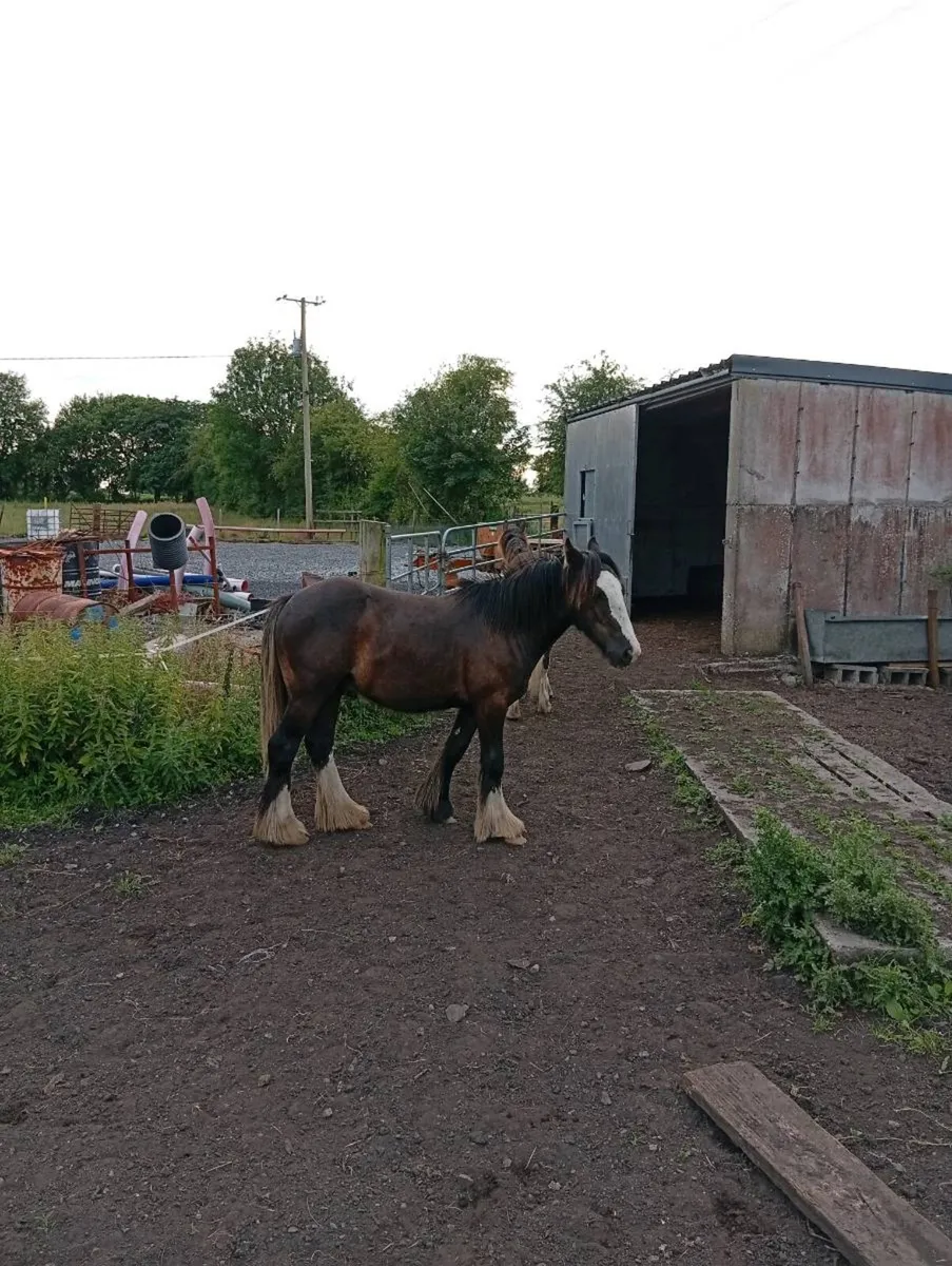 2 cob colts for sale - Image 1