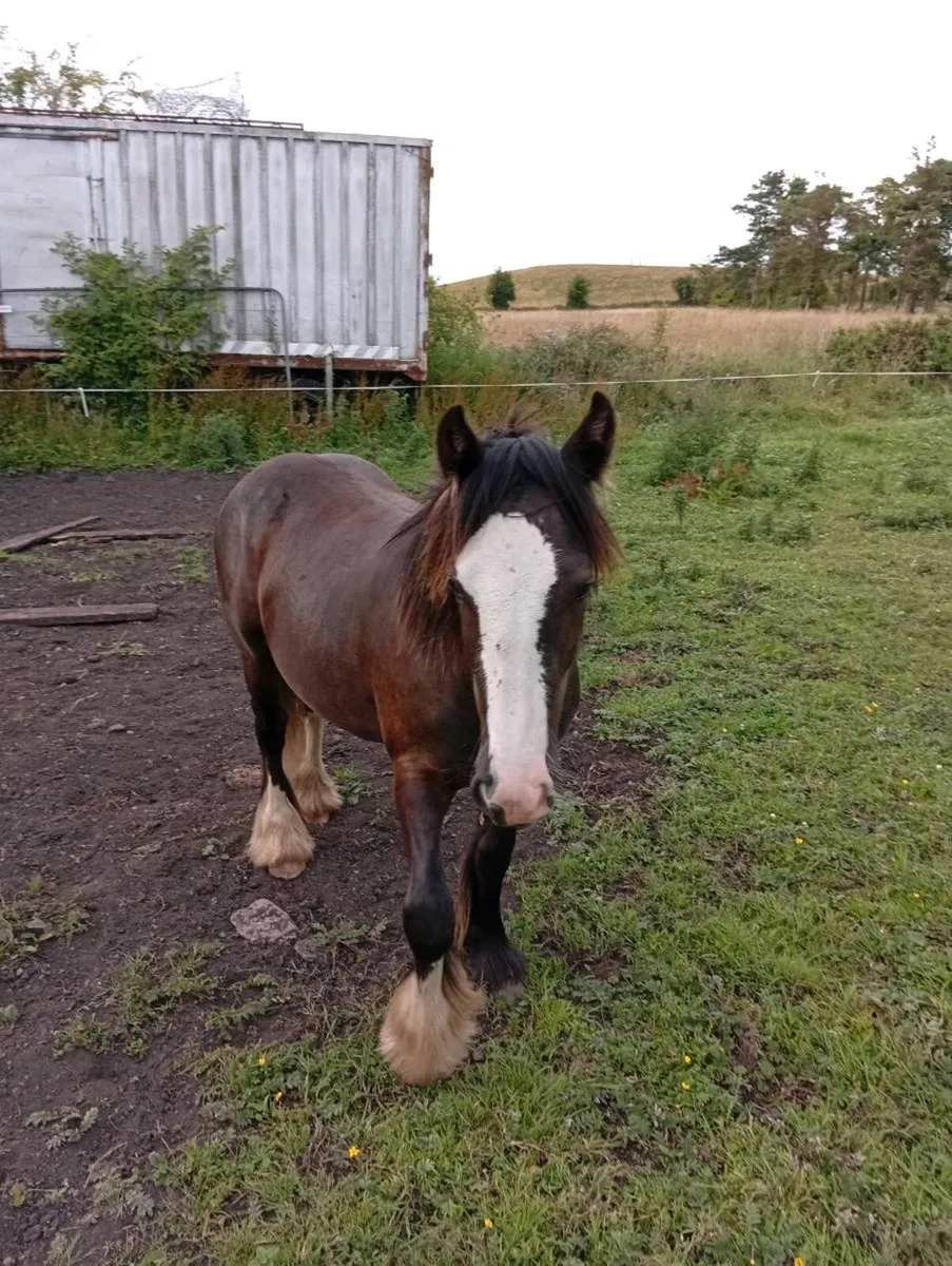 2 cob colts for sale - Image 2
