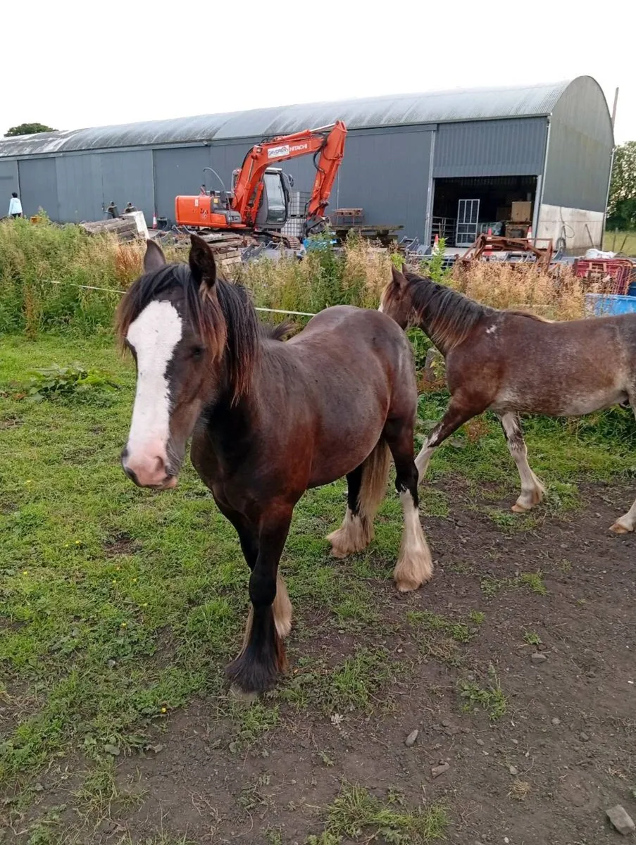 2 cob colts for sale - Image 3