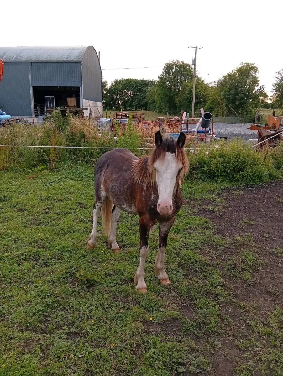 2 cob colts for sale - Image 4