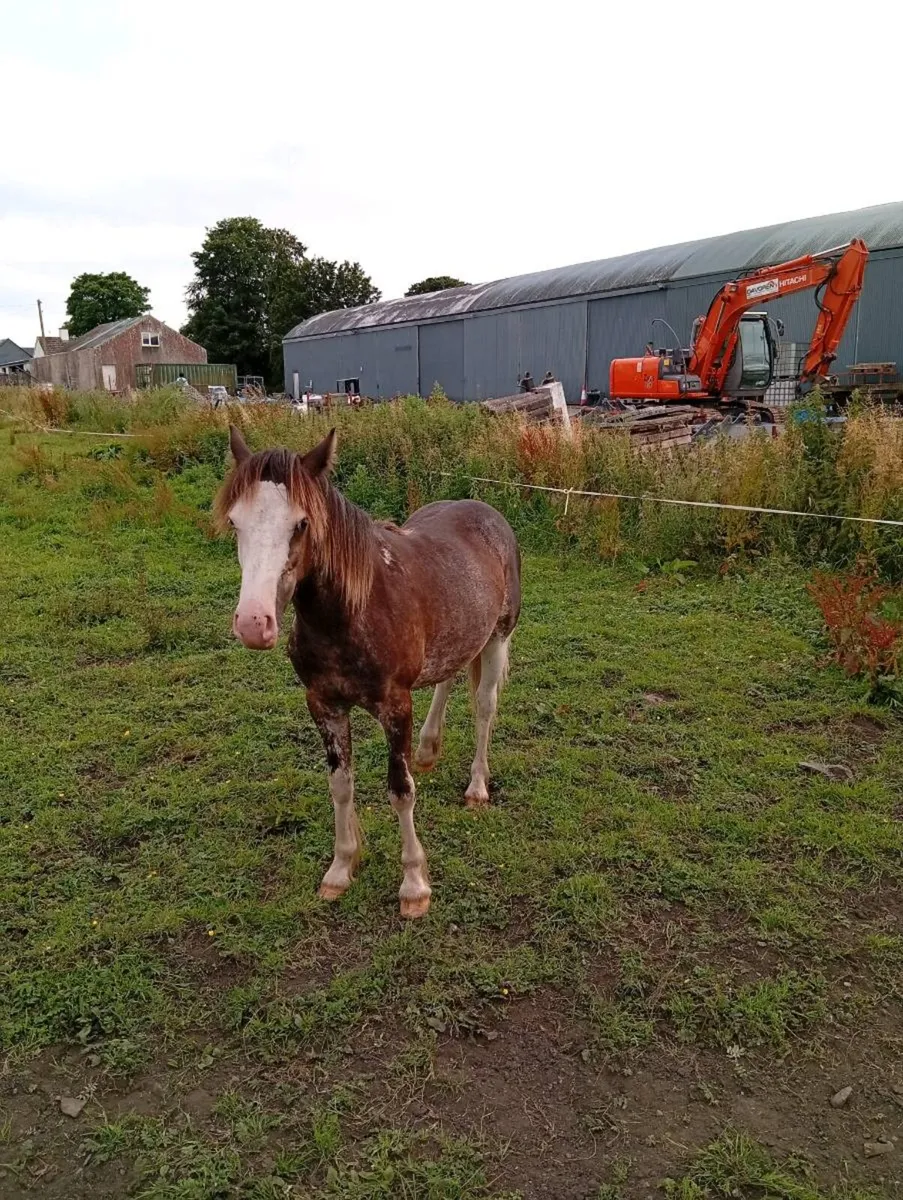 cob colt for sale - Image 4