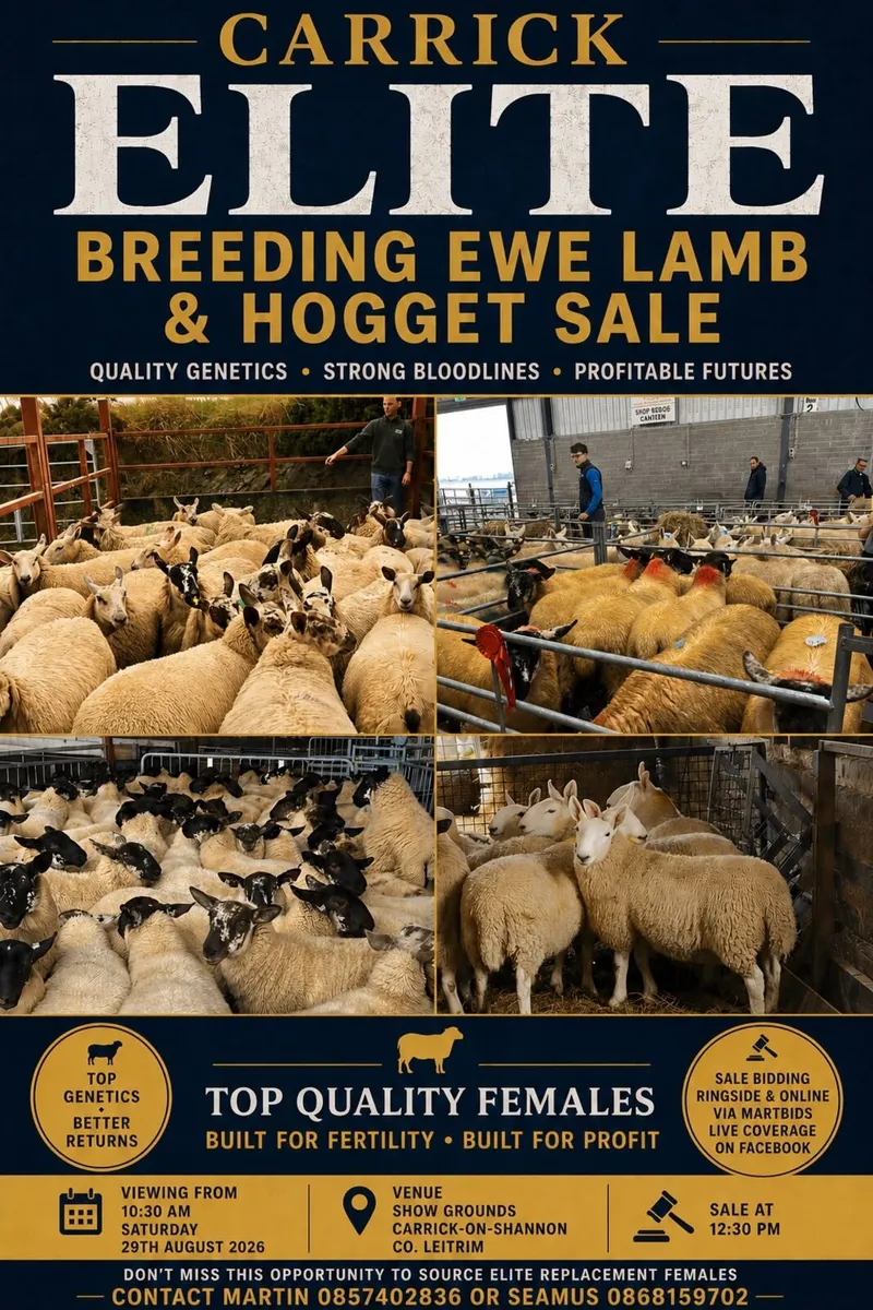 Ewe lambs and Hoggets