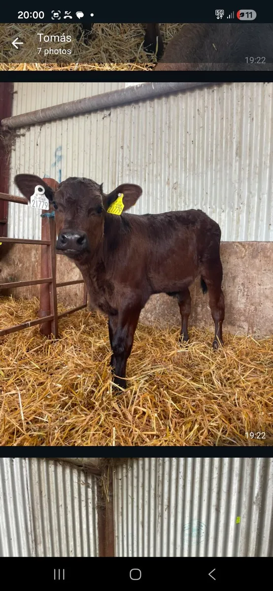 AA  and Aubrac calves - Image 1