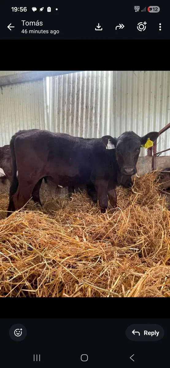 AA  and Aubrac calves - Image 2