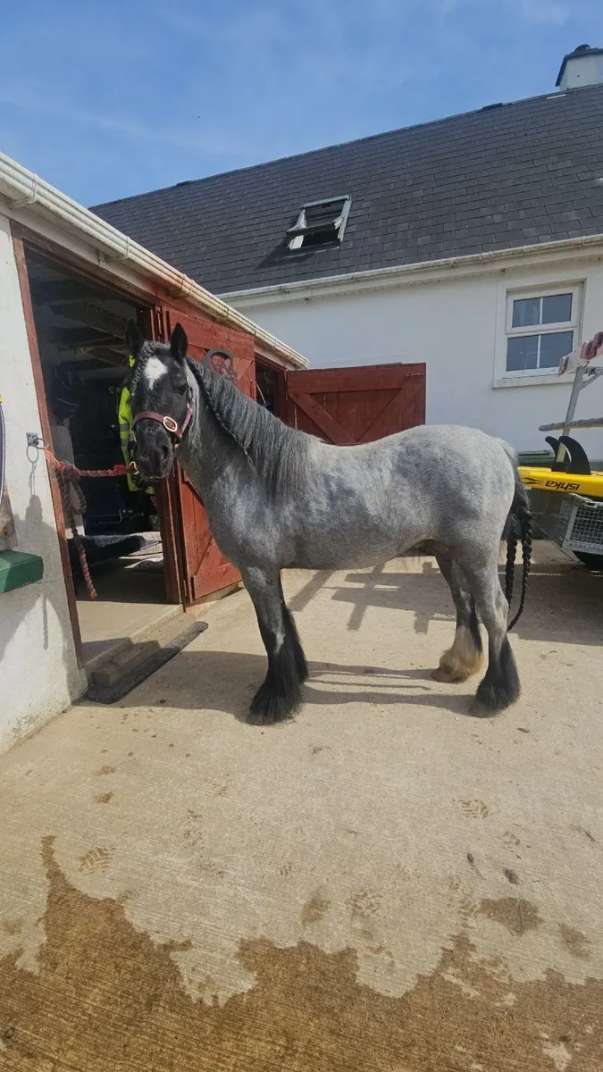 13'2h 4 year old pony - Image 2