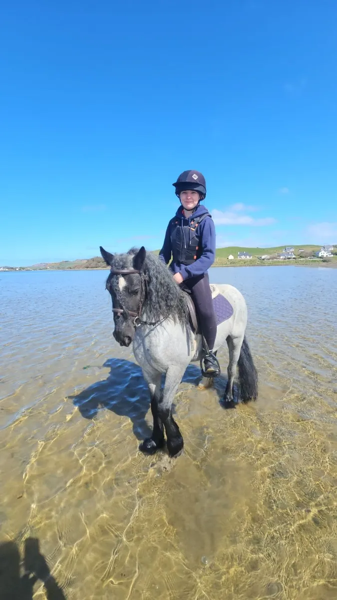 13'2h 4 year old pony - Image 1