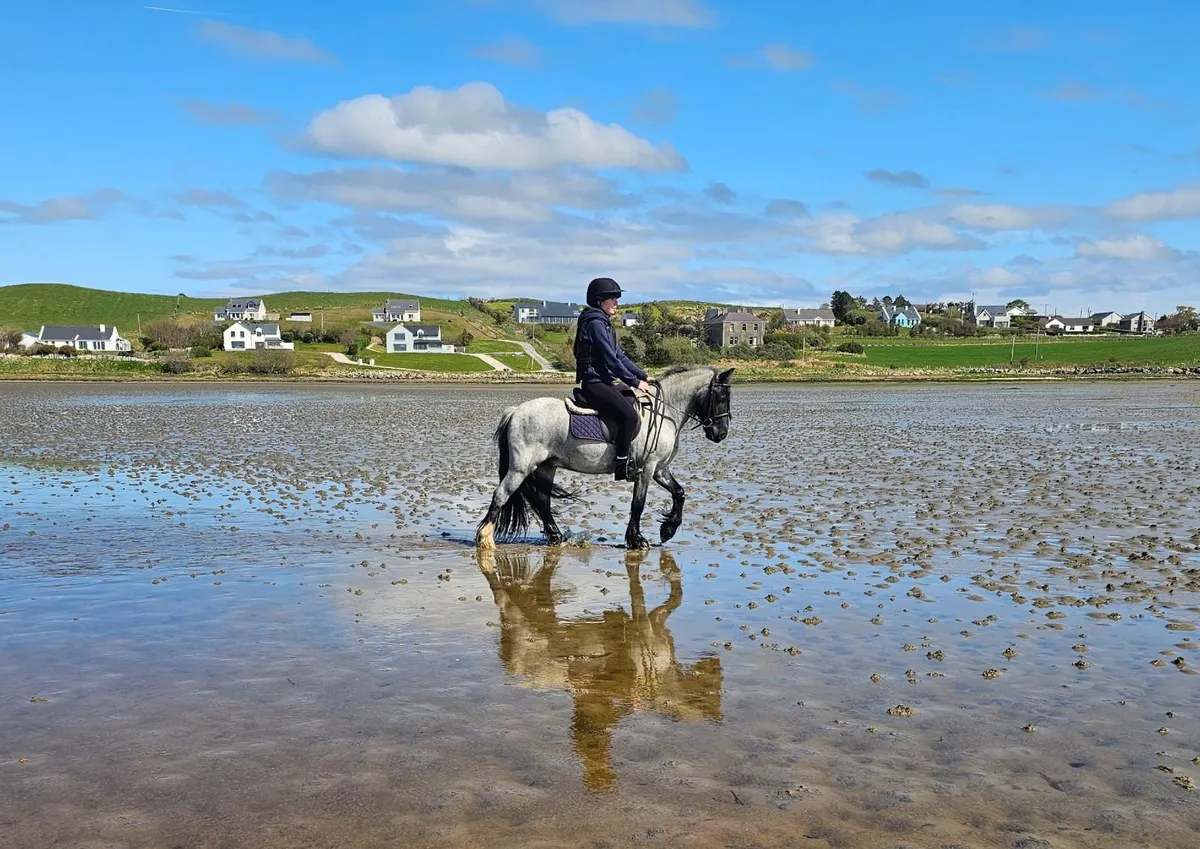 13'2h 4 year old pony - Image 3