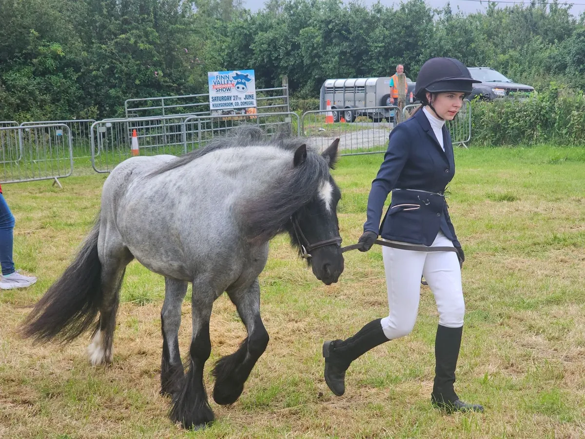 13'2h 4 year old pony - Image 4