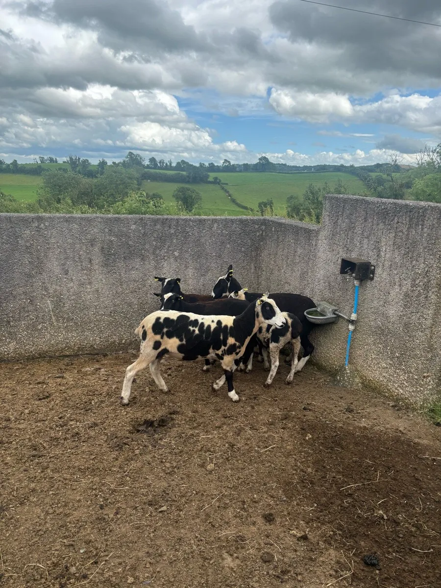 Zwartble x Spotted Dutch hoggets - Image 1