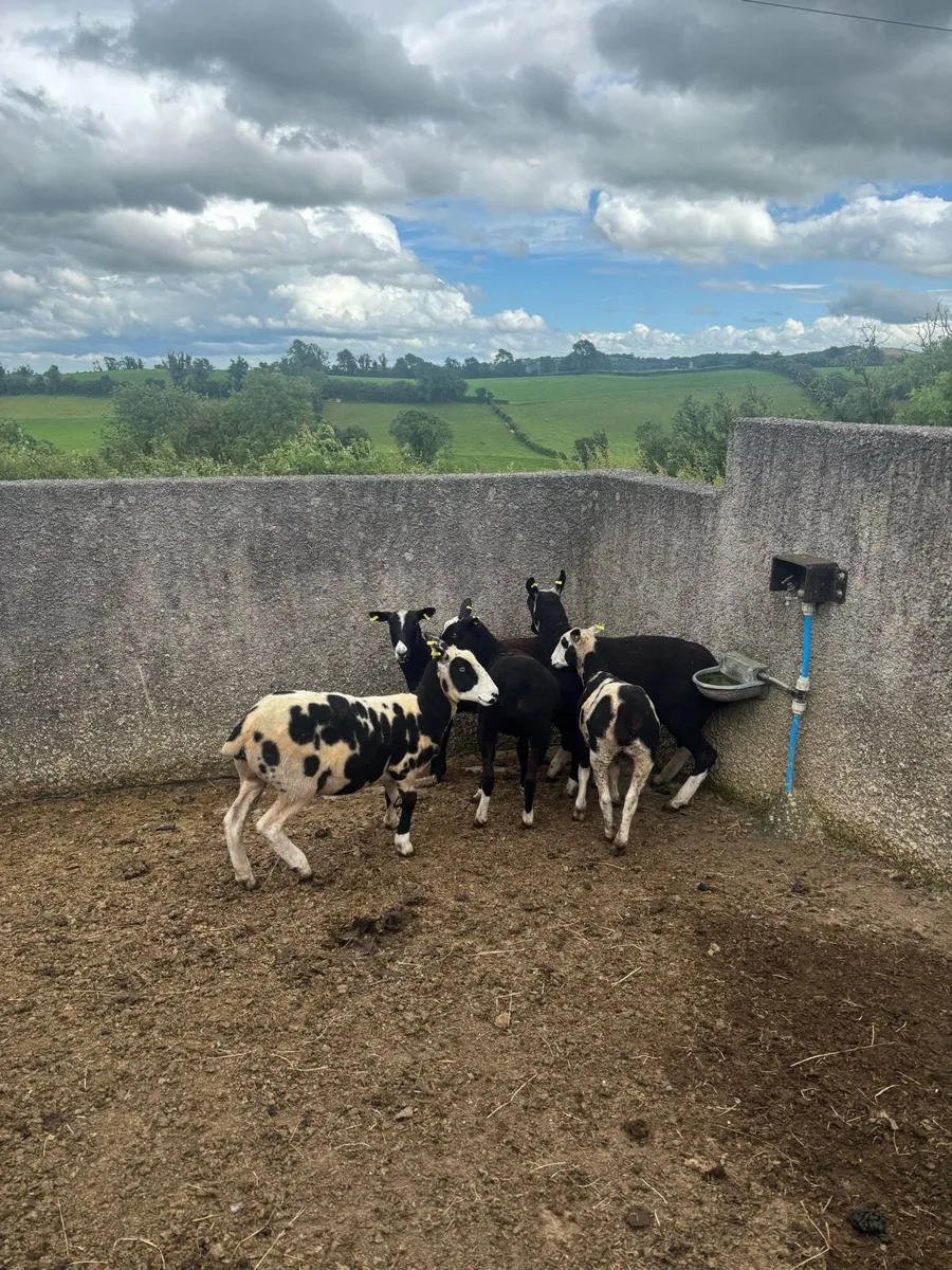 Zwartble x Spotted Dutch hoggets - Image 2
