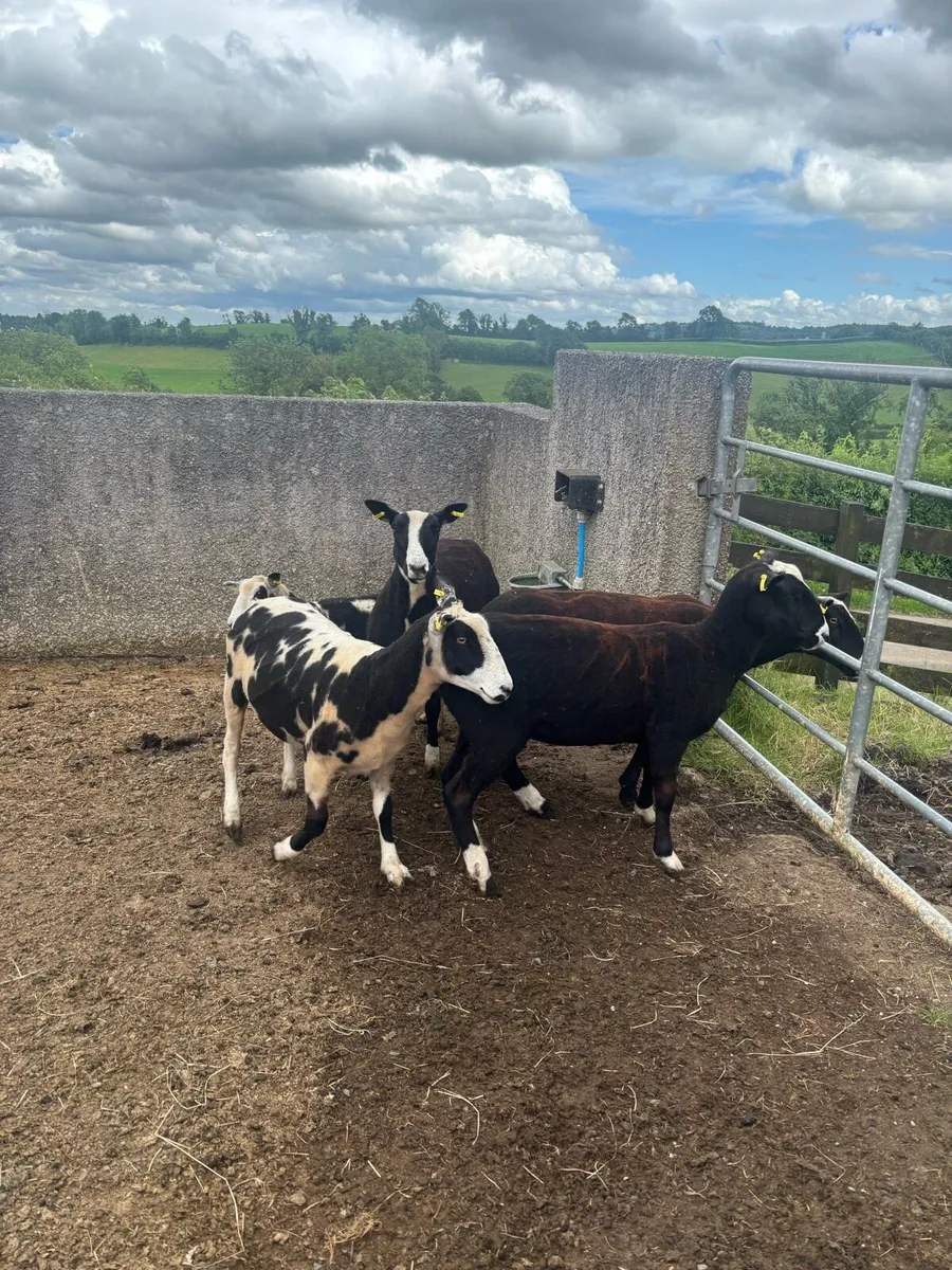 Zwartble x Spotted Dutch hoggets - Image 4