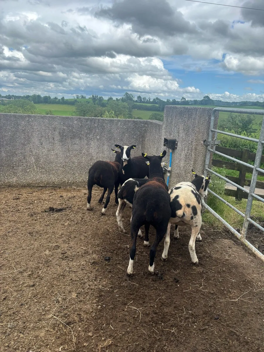 Zwartble x Spotted Dutch hoggets - Image 3