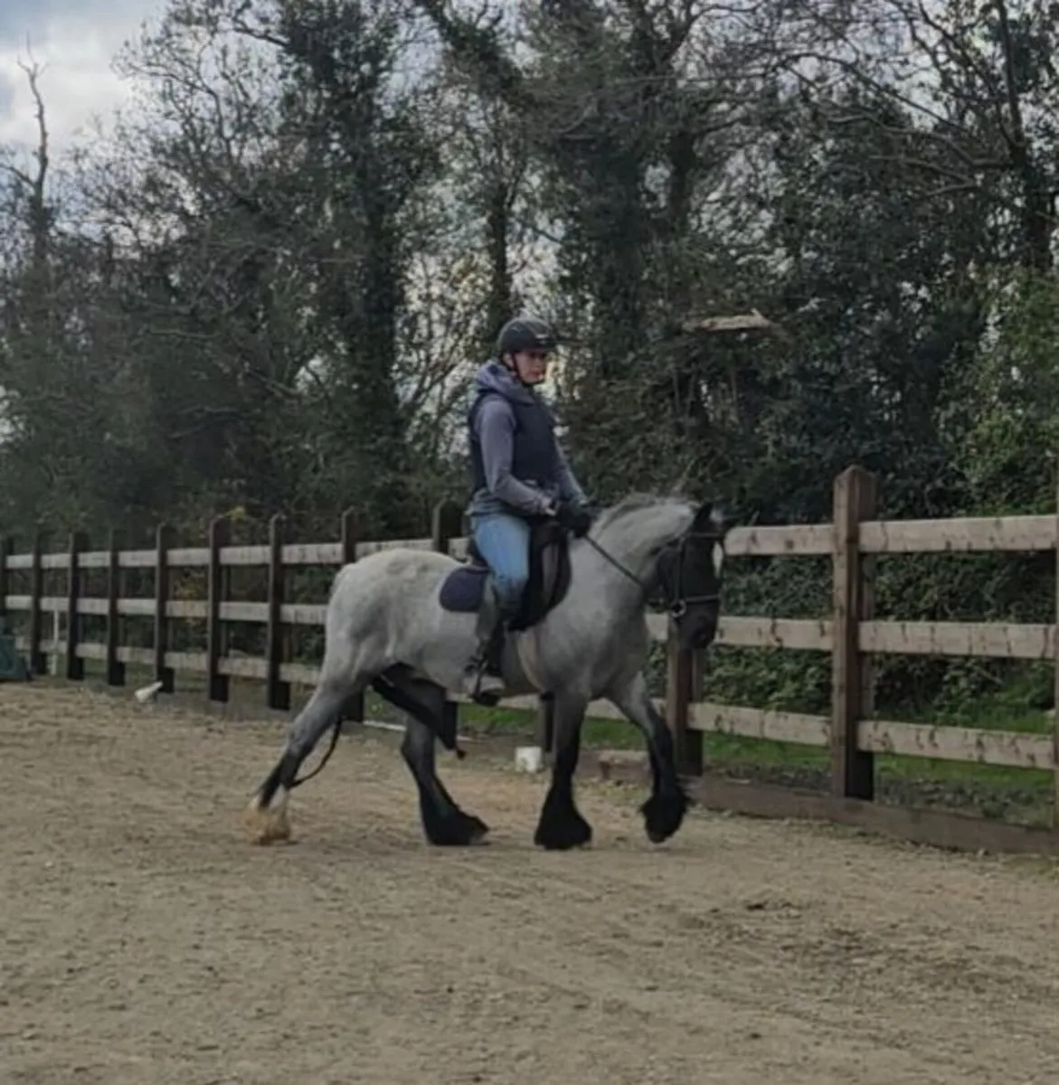 13'2h 4 year old pony - Image 4