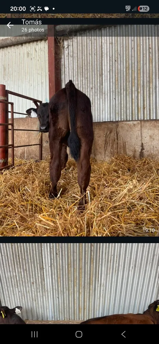 AA  and Aubrac calves - Image 3