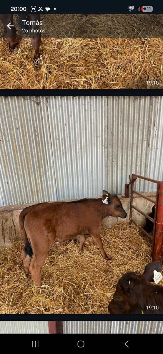 AA  and Aubrac calves - Image 4