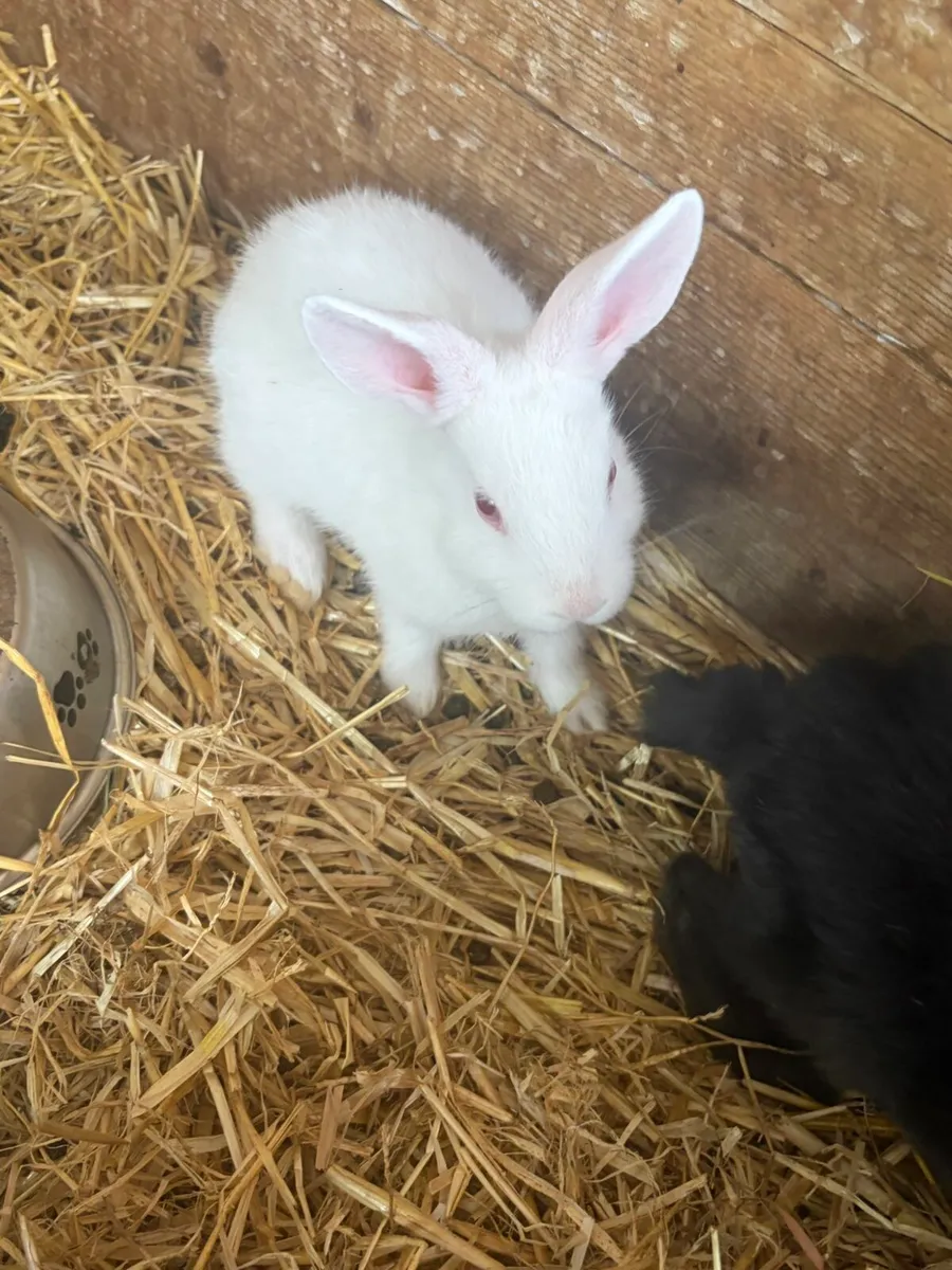Bunnies rabbits for sale - Image 2
