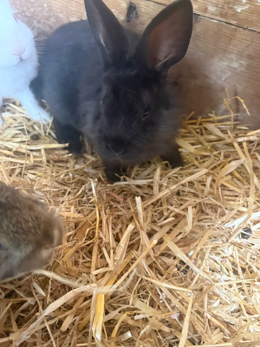 Bunnies rabbits for sale - Image 3