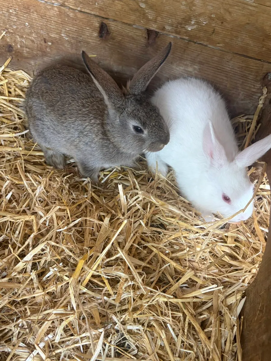 Bunnies rabbits for sale - Image 4