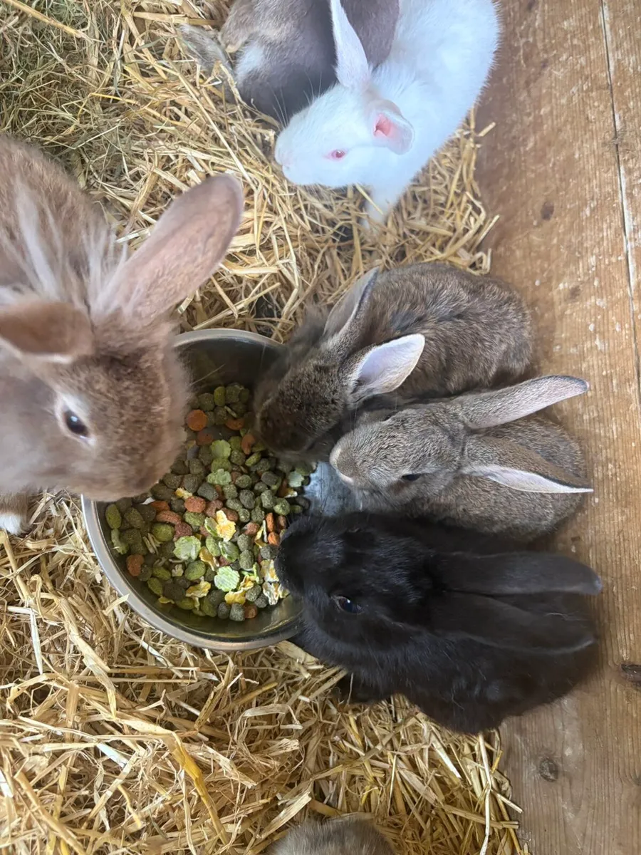 Bunnies rabbits for sale - Image 1