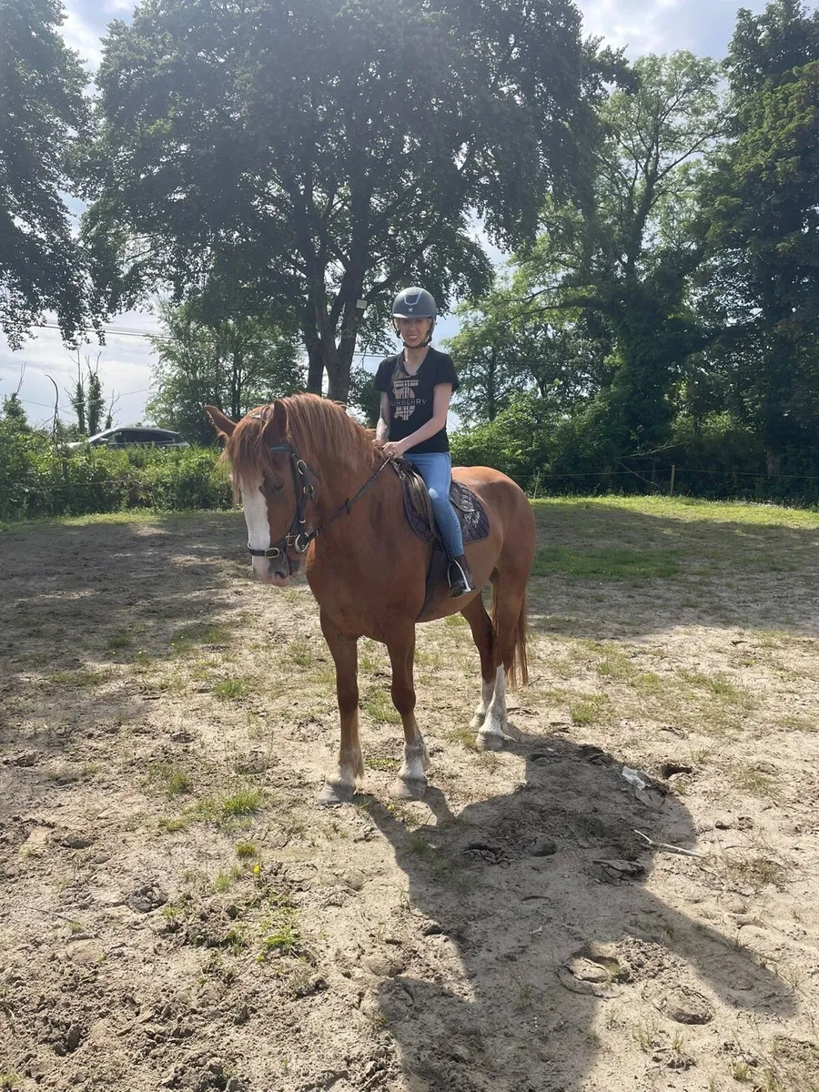 Riding Mare For Sale - Image 1