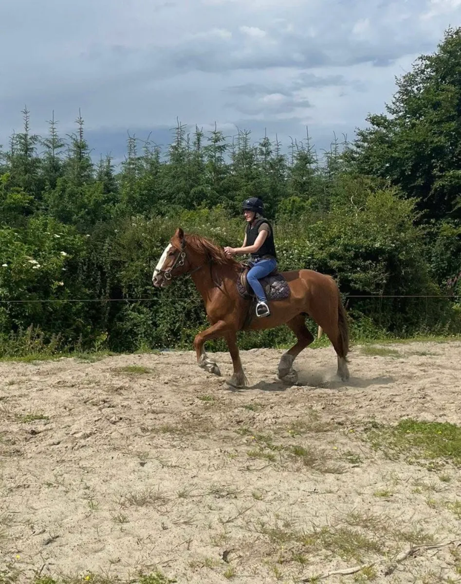 Riding Mare For Sale - Image 2