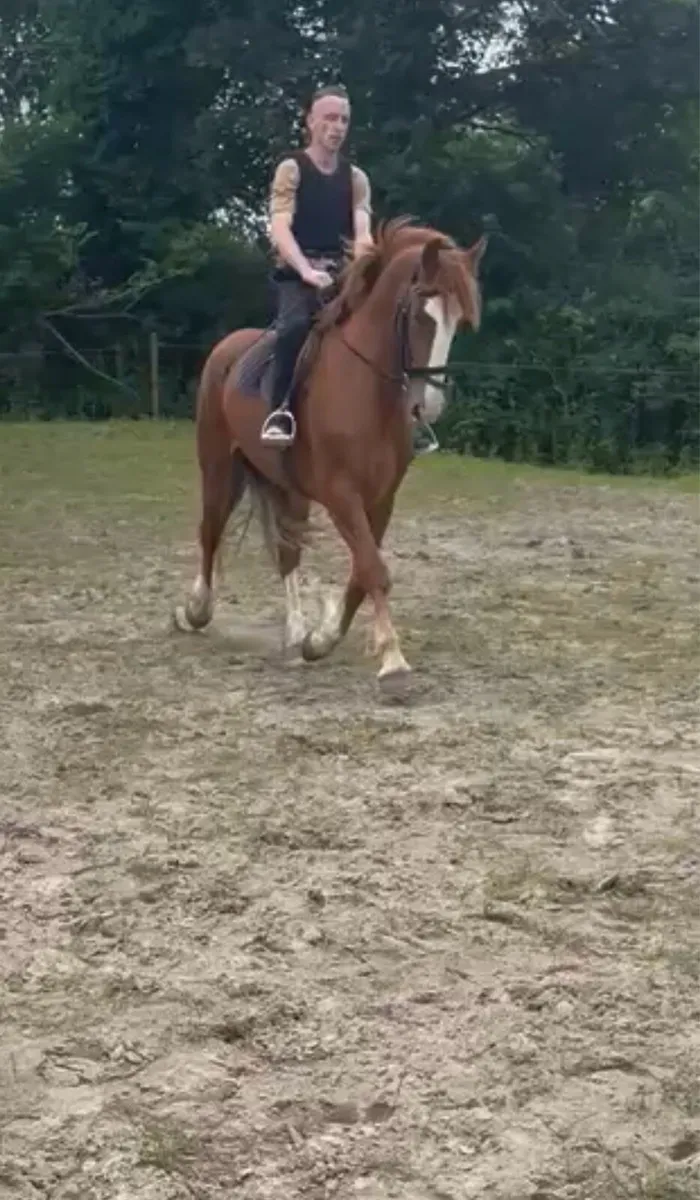 Riding Mare For Sale - Image 3