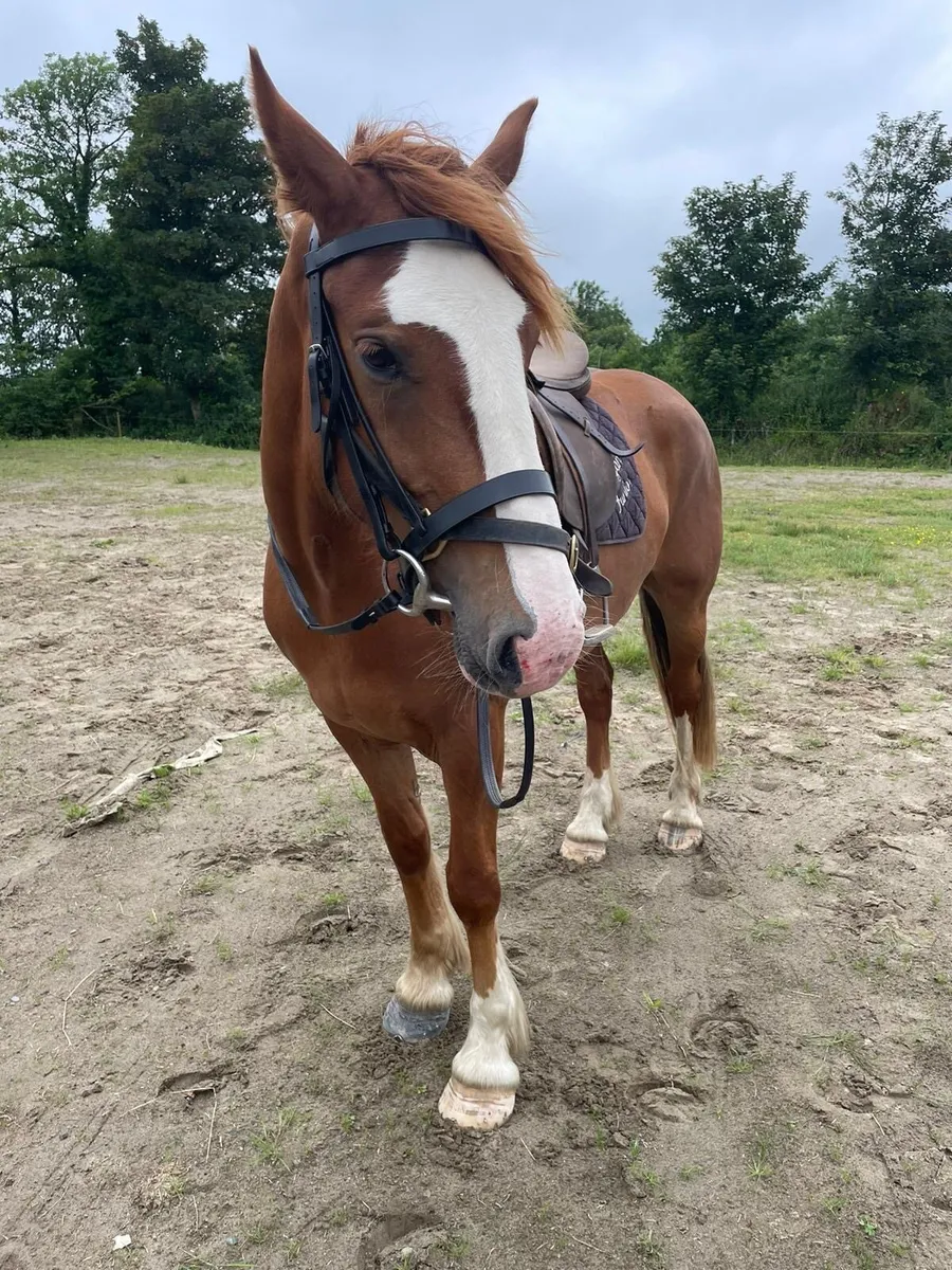 Riding Mare For Sale - Image 4