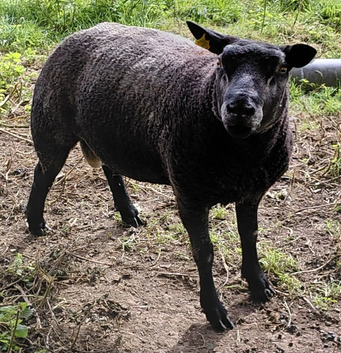 PBR Blue Texel Ram - Image 1